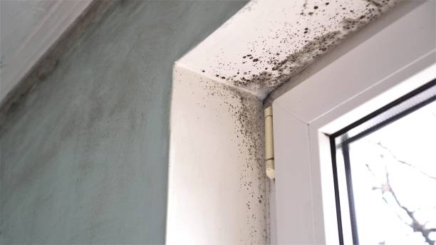 Best Fast Mold Removal  in Harpersville, AL