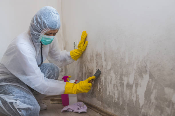 Best Same-Day Mold Removal  in Harpersville, AL