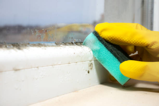 Best Mold Removal Near Me  in Harpersville, AL