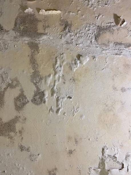 Best Professional Mold Removal  in Harpersville, AL